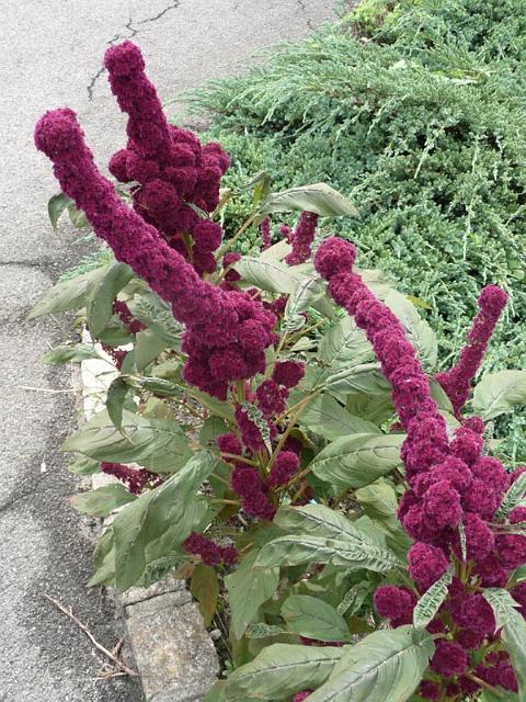 120_P1010753.jpg