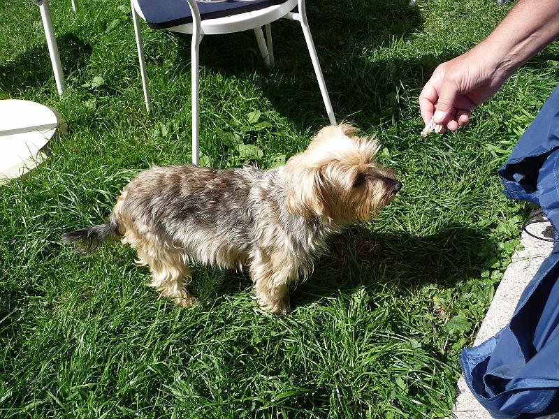 P1100988.JPG - Auch der Hund bekommt etwas