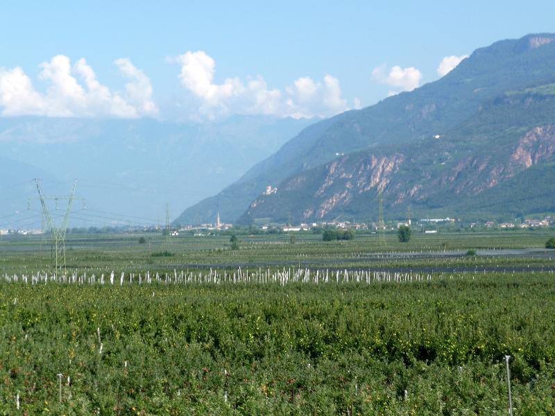 1120_P1200598.JPG - Die Ebene bei Bozen ist dicht mit Obstplantagen bepflanzt